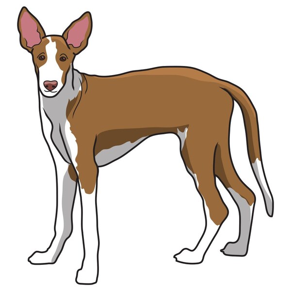 Signmission Ibizan Hound Dog Decal, Dog Lover Decor Vinyl Sticker D-12-Ibizan Hound - main
